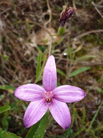 Elythranthera - enamel orchid ellis_brook_d_044.JPG